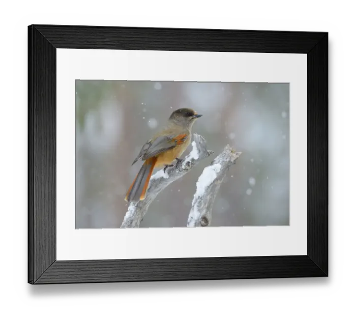 Framed Print : Siberian Jay -Perisoreus infaustus- on perch during slight snowfall, Oulanka National Park, Kuusamo, Lapland, Finland Framed Print : Siberian Jay -Perisoreus infaustus- on perch during slight snowfall, Oulanka National Park, Kuusamo, Lapland, Finland