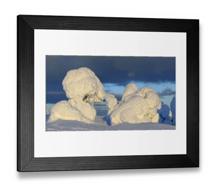 Framed Print : Snow-covered pines in Rukatunturi, Kuusamo, Lapland, Finland