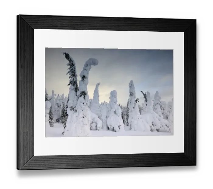 Framed Print : Snow covered mountain pines in a winter storm in Rukatunturi, Kuusamo, Lapland, Finland