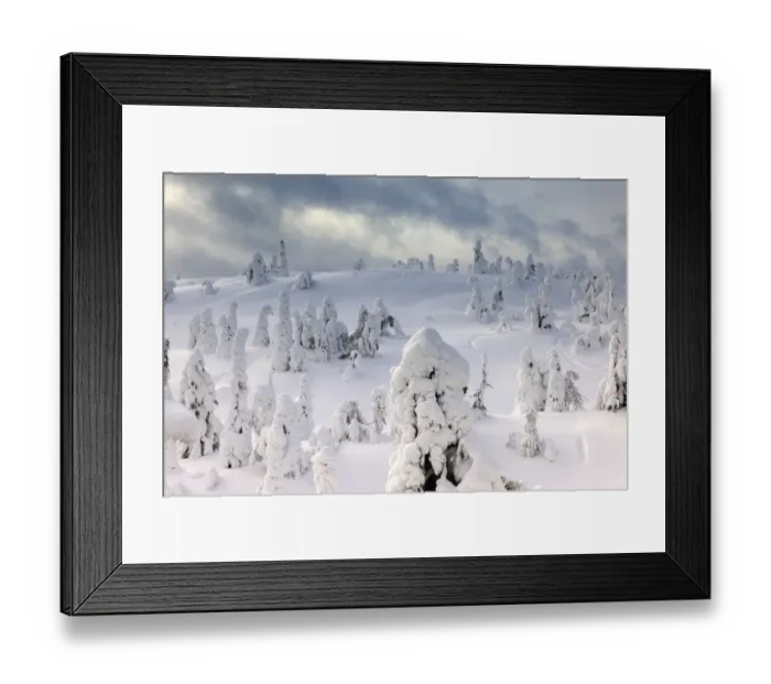 Framed Print : Snow covered mountain pines in a winter storm in Rukatunturi, Kuusamo, Lapland, Finland