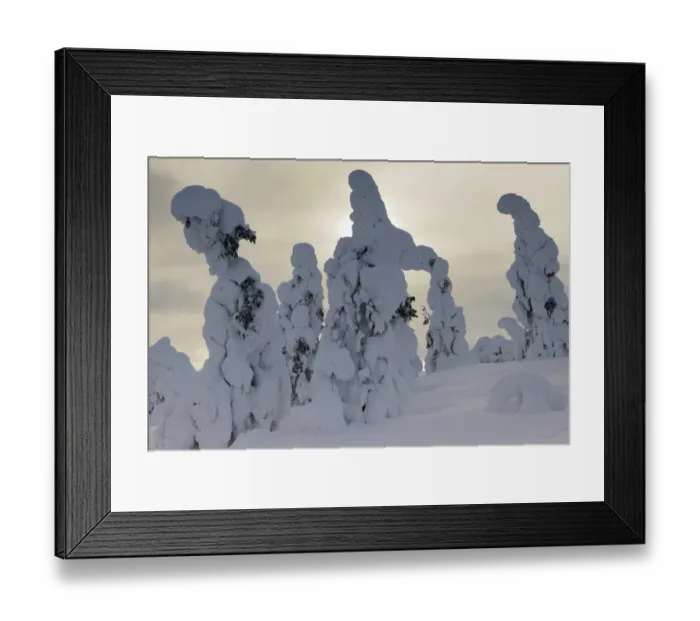 Framed Print : Snow covered mountain pines in a winter storm in Rukatunturi, Kuusamo, Lapland, Finland Framed Print : Snow covered mountain pines in a winter storm in Rukatunturi, Kuusamo, Lapland, Finland
