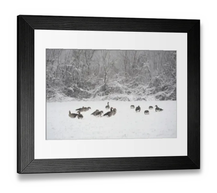 Framed Print : Greylag geese -Anser anser- in the snow, Xanten, Lower Rhine region, North Rhine-Westphalia, Germany Framed Print : Greylag geese -Anser anser- in the snow, Xanten, Lower Rhine region, North Rhine-Westphalia, Germany