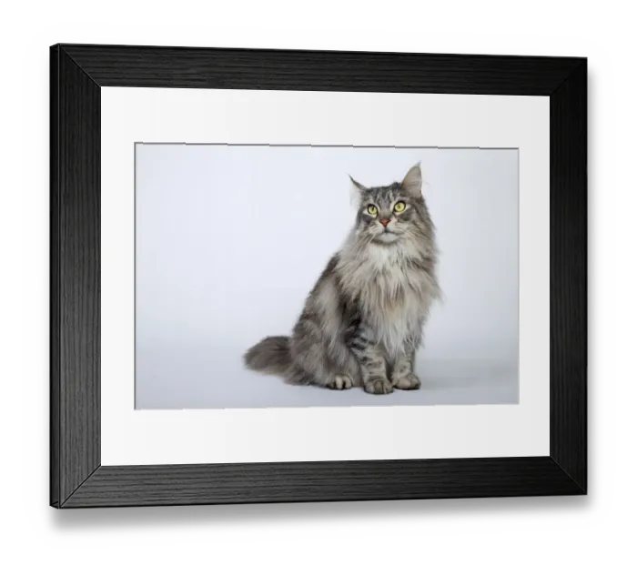 Framed Print : Maine Coon cat, Germany Framed Print : Maine Coon cat, Germany