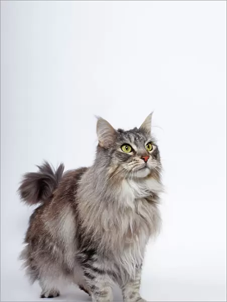 Maine Coon cat, Germany