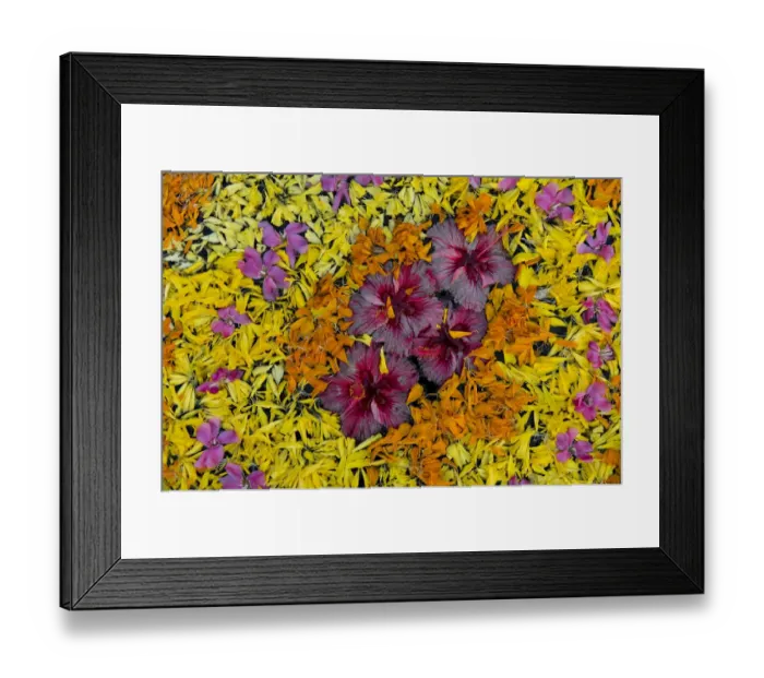 Framed Print : Flower decoration in the water, Kerala, India Framed Print : Flower decoration in the water, Kerala, India
