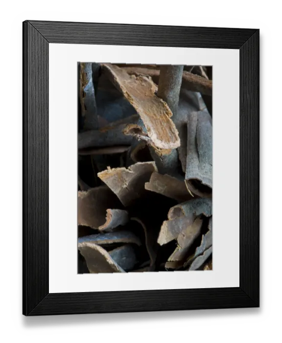 Framed Print : Cinnamon, Kerala, India Framed Print : Cinnamon, Kerala, India