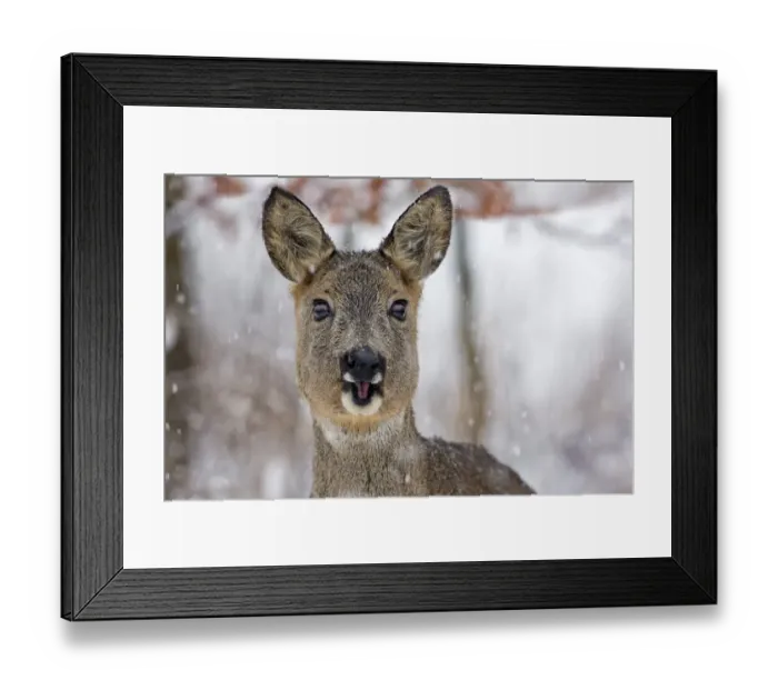 Framed Print : Roe Deer -Capreolus capreolus- with snowflakes in winter, Saxony-Anhalt, Germany Framed Print : Roe Deer -Capreolus capreolus- with snowflakes in winter, Saxony-Anhalt, Germany