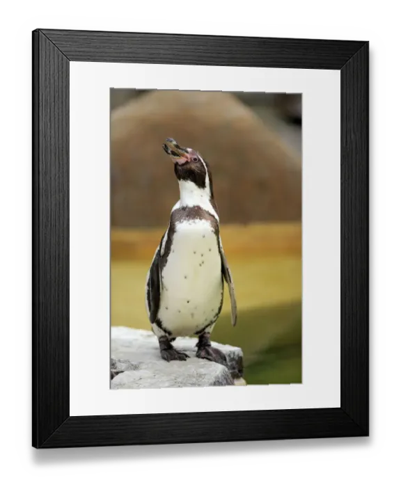 Framed Print : Humboldt Penguin or Peruvian Penguin -Spheniscus humboldti-, adult, calling, Luisenpark, Mannheim, Baden-Wurttemberg, Germany Framed Print : Humboldt Penguin or Peruvian Penguin -Spheniscus humboldti-, adult, calling, Luisenpark, Mannheim, Baden-Wurttemberg, Germany