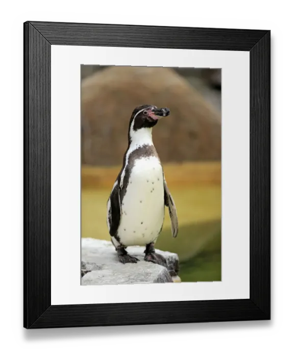 Framed Print : Humboldt Penguin or Peruvian Penguin -Spheniscus humboldti-, adult, Luisenpark, Mannheim, Baden-Wurttemberg, Germany Framed Print : Humboldt Penguin or Peruvian Penguin -Spheniscus humboldti-, adult, Luisenpark, Mannheim, Baden-Wurttemberg, Germany