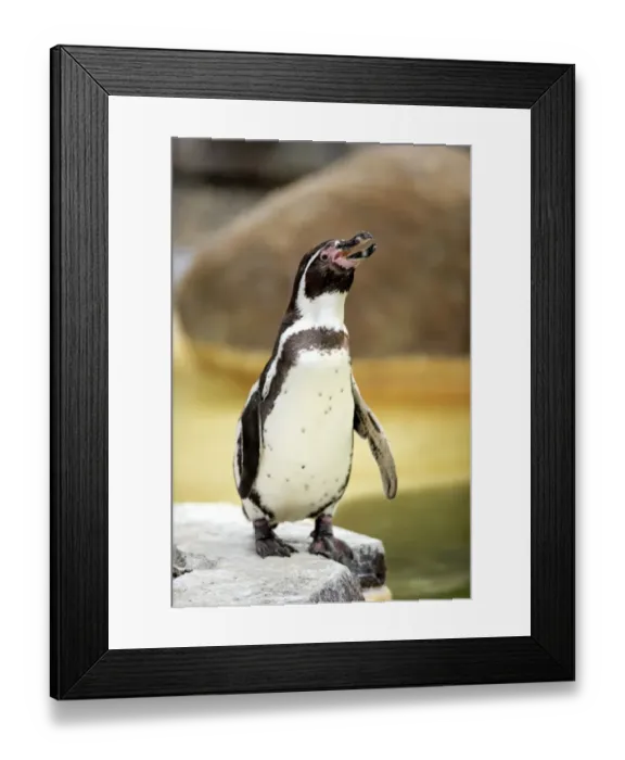 Framed Print : Humboldt Penguin or Peruvian Penguin -Spheniscus humboldti-, adult, calling, Luisenpark, Mannheim, Baden-Wurttemberg, Germany Framed Print : Humboldt Penguin or Peruvian Penguin -Spheniscus humboldti-, adult, calling, Luisenpark, Mannheim, Baden-Wurttemberg, Germany
