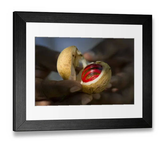 Framed Print : Hands holding a nutmeg with mace -Myristica fragrans- in its shell, Peermade, Kerala, India Framed Print : Hands holding a nutmeg with mace -Myristica fragrans- in its shell, Peermade, Kerala, India