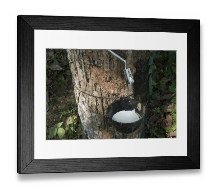 Framed Print : Incised Rubber Tree -Hevea brasiliensis- with collecting vessel, natural rubber production on a plantation, Peermade, Kerala, India Framed Print : Incised Rubber Tree -Hevea brasiliensis- with collecting vessel, natural rubber production on a plantation, Peermade, Kerala, India
