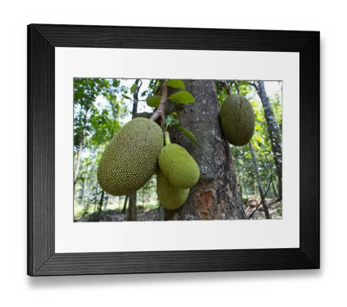 Framed Print : Jackfruit or Jack Tree -Artocarpus heterophyllus-, fruit growing on the tree, Peermade, Kerala, India Framed Print : Jackfruit or Jack Tree -Artocarpus heterophyllus-, fruit growing on the tree, Peermade, Kerala, India