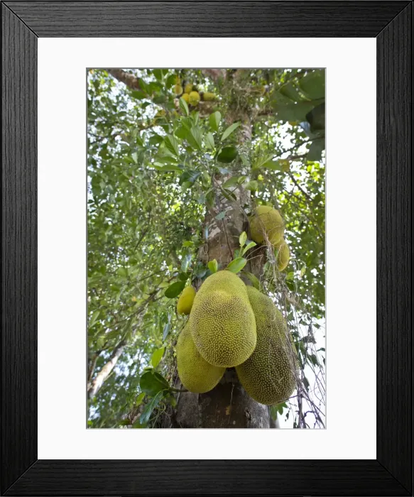Framed Print : Jackfruit or Jack Tree -Artocarpus heterophyllus-, fruit growing on the tree, Peermade, Kerala, India Framed Print : Jackfruit or Jack Tree -Artocarpus heterophyllus-, fruit growing on the tree, Peermade, Kerala, India