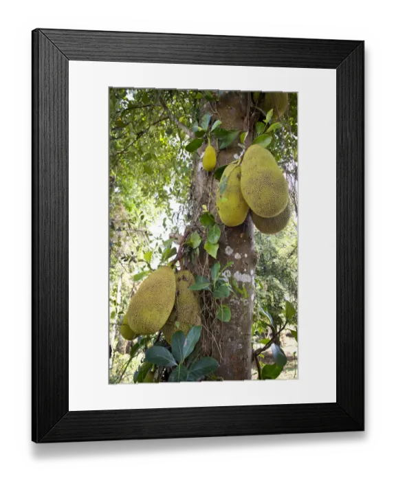 Framed Print : Jackfruit or Jack Tree -Artocarpus heterophyllus-, fruit growing on the tree, Peermade, Kerala, India Framed Print : Jackfruit or Jack Tree -Artocarpus heterophyllus-, fruit growing on the tree, Peermade, Kerala, India