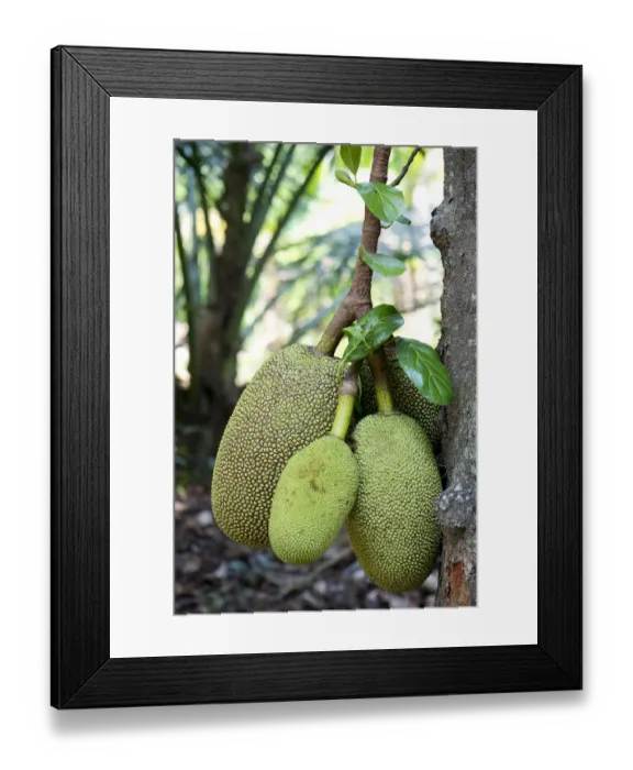 Framed Print : Jackfruit or Jack Tree -Artocarpus heterophyllus-, fruit growing on the tree, Peermade, Kerala, India Framed Print : Jackfruit or Jack Tree -Artocarpus heterophyllus-, fruit growing on the tree, Peermade, Kerala, India