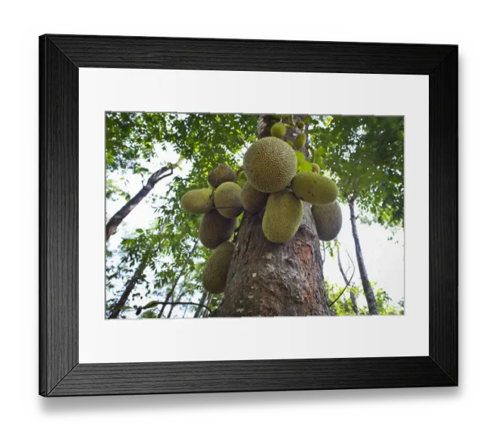 Framed Print : Jackfruit or Jack Tree -Artocarpus heterophyllus-, fruit growing on the tree, Peermade, Kerala, India