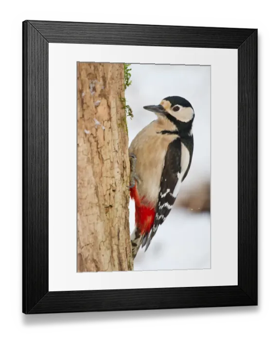 Framed Print : Great Spotted Woodpecker -Dendrocopos major- on a tree stump, North Hesse, Hesse, Germany Framed Print : Great Spotted Woodpecker -Dendrocopos major- on a tree stump, North Hesse, Hesse, Germany