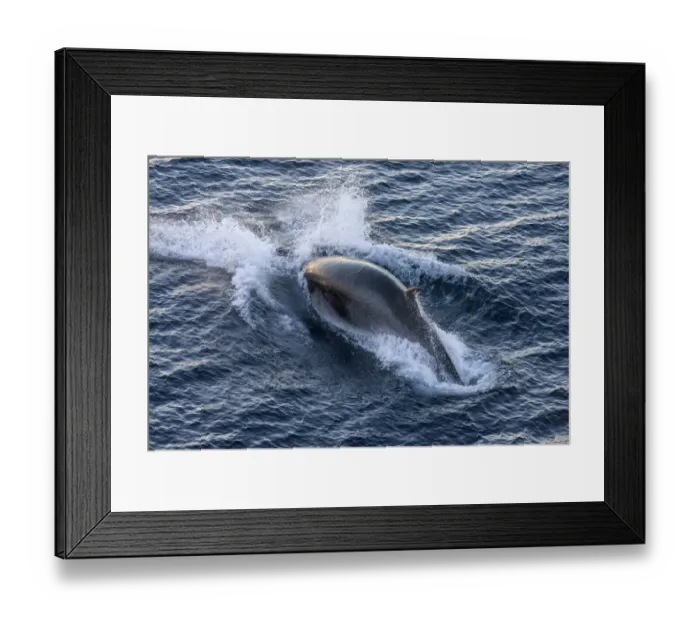 Framed Print : Antarctic Minke Whale -Balaenoptera bonaerensis-, diving, Gerlache Strait, Antarctic Peninsula, Antarctica Framed Print : Antarctic Minke Whale -Balaenoptera bonaerensis-, diving, Gerlache Strait, Antarctic Peninsula, Antarctica