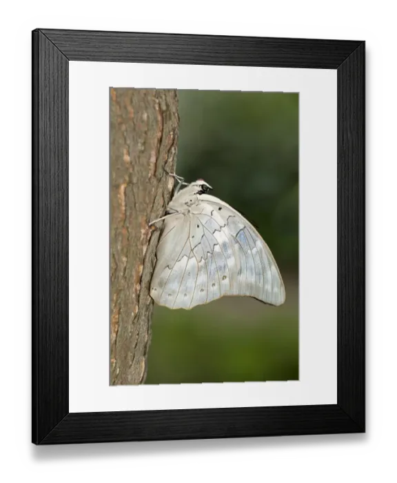 Framed Print : One-spotted Prepona -Archaeoprepona demophon- with a red proboscis, Sudamerika, Kerzers, Switzerland Framed Print : One-spotted Prepona -Archaeoprepona demophon- with a red proboscis, Sudamerika, Kerzers, Switzerland
