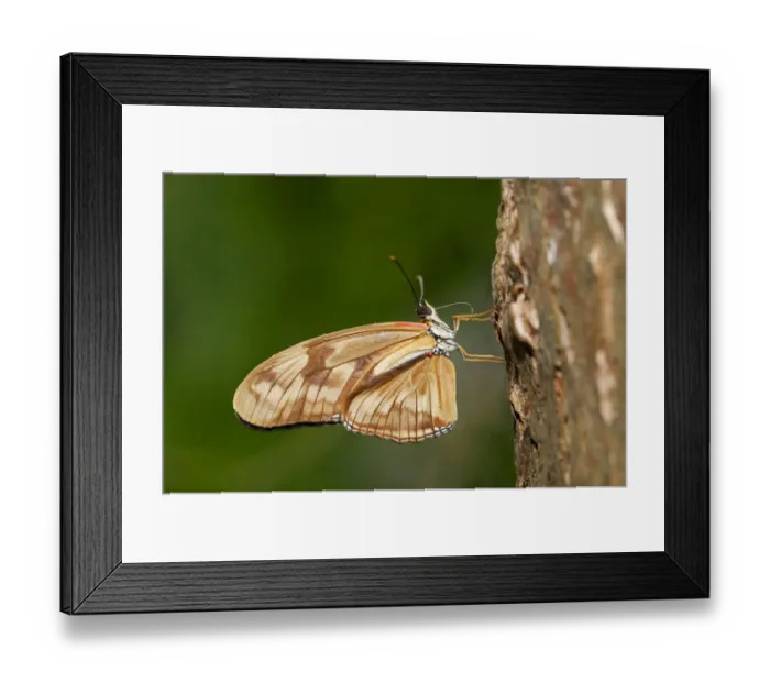 Framed Print : Julia Butterfly, Julia Heliconian or The Flame -Dryas iulia-, just after hatching, the two proboscis halves are not yet completely grown together, Kerzers, Switzerland Framed Print : Julia Butterfly, Julia Heliconian or The Flame -Dryas iulia-, just after hatching, the two proboscis halves are not yet completely grown together, Kerzers, Switzerland