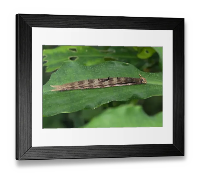 Framed Print : Caterpillar of an Owl Butterfly -Caligo sp. -, Kerzers, Switzerland Framed Print : Caterpillar of an Owl Butterfly -Caligo sp. -, Kerzers, Switzerland