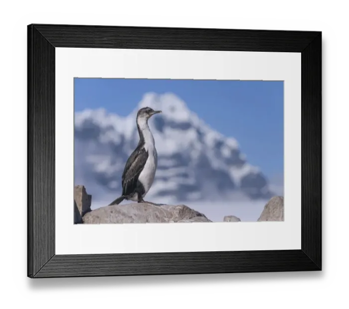 Framed Print : Imperial Shag or Antarctic Cormorant -Phalacrocorax atriceps-, fledged young bird, Jougla Point, Port Lockroy, Antarctic Peninsula, Antarctica Framed Print : Imperial Shag or Antarctic Cormorant -Phalacrocorax atriceps-, fledged young bird, Jougla Point, Port Lockroy, Antarctic Peninsula, Antarctica