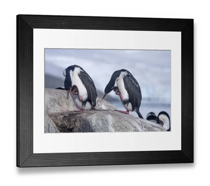 Framed Print : Imperial Shags or Antarctic Cormorants -Phalacrocorax atriceps-, pair scratching themselves, Jougla Point, Port Lockroy, Antarctic Peninsula, Antarctica Framed Print : Imperial Shags or Antarctic Cormorants -Phalacrocorax atriceps-, pair scratching themselves, Jougla Point, Port Lockroy, Antarctic Peninsula, Antarctica