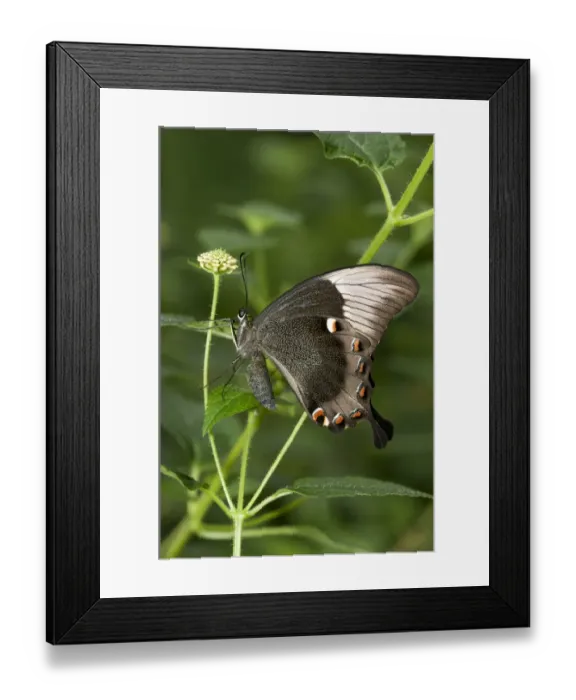 Framed Print : Ulysses butterfly, Blue Mountain Swallowtail or Blue Mountain butterfly -Papilio ulysses-, Australia