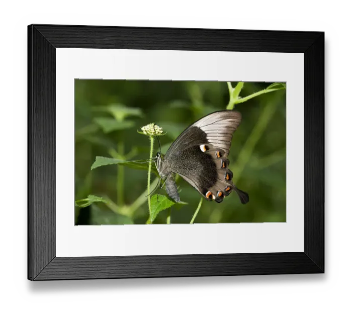 Framed Print : Ulysses butterfly, Blue Mountain Swallowtail or Blue Mountain butterfly -Papilio ulysses-, Australia Framed Print : Ulysses butterfly, Blue Mountain Swallowtail or Blue Mountain butterfly -Papilio ulysses-, Australia