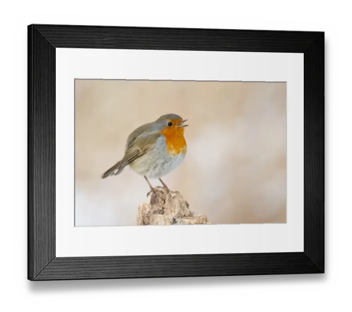 Framed Print : Twittering European Robin -Erithacus rubecula- on a tree stump, North Hesse, Hesse, Germany Framed Print : Twittering European Robin -Erithacus rubecula- on a tree stump, North Hesse, Hesse, Germany