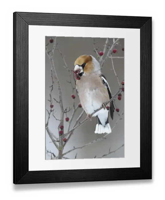 Framed Print : Hawfinch -Coccothraustes coccothraustes- with fruit of the vibrunum bush -Viburnum sp. - in its beak, Allgau, Swabia, Bavaria, Germany