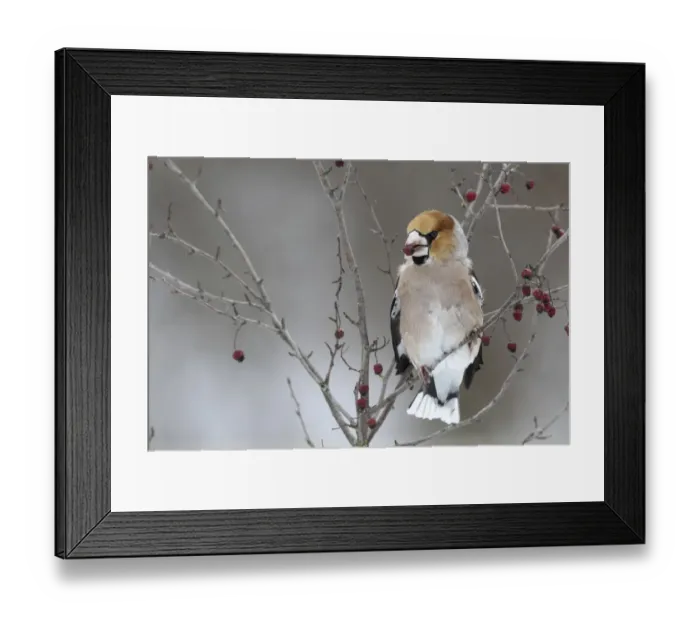 Framed Print : Hawfinch -Coccothraustes coccothraustes- with fruit of the vibrunum bush -Viburnum sp. - in its beak, Germany, Bavaria, Allgaeu, Allgau, Swabia, Bavaria, Germany Framed Print : Hawfinch -Coccothraustes coccothraustes- with fruit of the vibrunum bush -Viburnum sp. - in its beak, Germany, Bavaria, Allgaeu, Allgau, Swabia, Bavaria, Germany