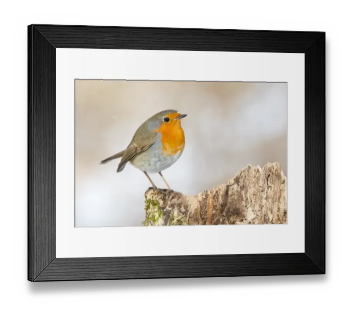 Framed Print : Robin -Erithacus rubecula-, North Hesse, Hesse, Germany