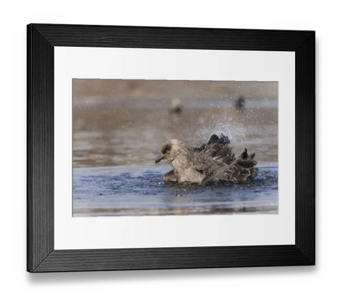 Framed Print : South Polar Skua -Stercorarius maccormicki- in water, bathing, Whalers Bay, Deception Island, South Shetland Islands, Antarctic Peninsula, Antarctica Framed Print : South Polar Skua -Stercorarius maccormicki- in water, bathing, Whalers Bay, Deception Island, South Shetland Islands, Antarctic Peninsula, Antarctica