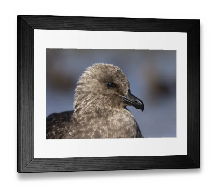 Framed Print : South Polar Skua -Stercorarius maccormicki-, portrait, with a visible third eyelid -plica semilunaris conjunctivae, membrane nicitans or palpebra tertiary-, Whalers Bay, Deception Island, South Shetland Islands, Antarctic Peninsula, Antarctica