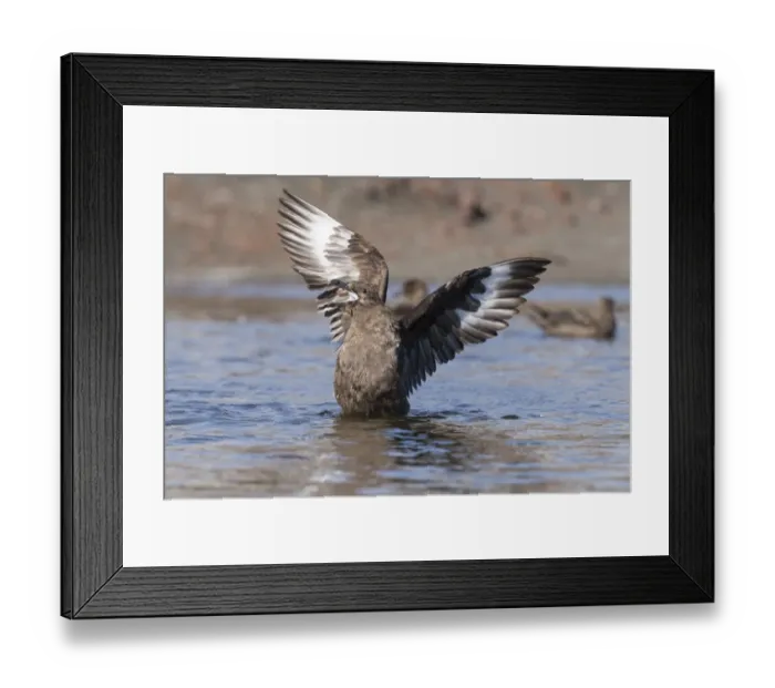 Framed Print : South Polar Skua -Stercorarius maccormicki-, showing white wing patches, aggressive behavior, a gesture of intimidation, Whalers Bay, Deception Island, South Shetland Islands, Antarctic Peninsula, Antarctica Framed Print : South Polar Skua -Stercorarius maccormicki-, showing white wing patches, aggressive behavior, a gesture of intimidation, Whalers Bay, Deception Island, South Shetland Islands, Antarctic Peninsula, Antarctica