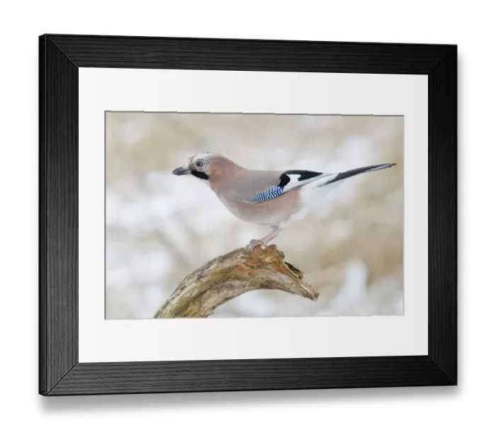 Framed Print : Eurasian Jay -Garrulus glandarius- on a branch, North Hesse, Hesse, Germany Framed Print : Eurasian Jay -Garrulus glandarius- on a branch, North Hesse, Hesse, Germany