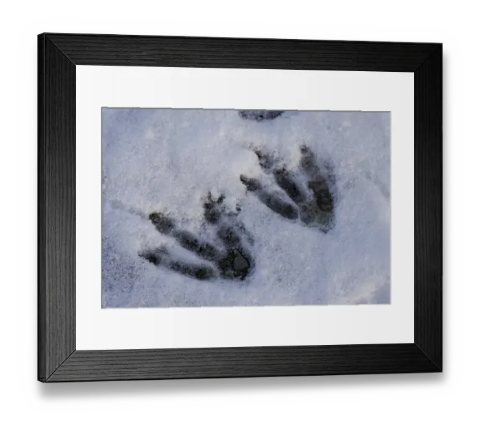 Framed Print : Footprints of a Gentoo Penguin -Pygoscelis papua- in the snow, Whalers Bay, Deception Island, South Shetland Islands, Antarctic Peninsula, Antarctica Framed Print : Footprints of a Gentoo Penguin -Pygoscelis papua- in the snow, Whalers Bay, Deception Island, South Shetland Islands, Antarctic Peninsula, Antarctica