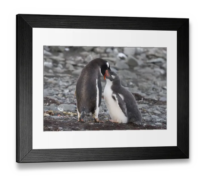 Framed Print : Gentoo Penguins -Pygoscelis papua-, adult bird feeding chick, Barrientos Island, Aitcho Islands, Sudliche Shetlandinseln, Antarctica Framed Print : Gentoo Penguins -Pygoscelis papua-, adult bird feeding chick, Barrientos Island, Aitcho Islands, Sudliche Shetlandinseln, Antarctica