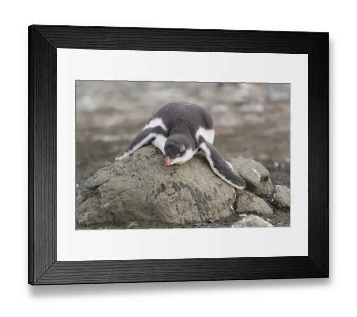 Framed Print : Gentoo Penguin -Pygoscelis papua- chick in downy feathers, asleep, cooling off, Barrientos Island, Aitcho Islands, Sudliche Shetlandinseln, Antarctica Framed Print : Gentoo Penguin -Pygoscelis papua- chick in downy feathers, asleep, cooling off, Barrientos Island, Aitcho Islands, Sudliche Shetlandinseln, Antarctica