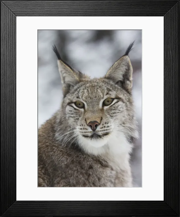 Framed Print : Eurasian lynx -Lynx lynx-, portrait, captive, Arnsberger Wald, Sauerland, North Rhine-Westphalia, Germany Framed Print : Eurasian lynx -Lynx lynx-, portrait, captive, Arnsberger Wald, Sauerland, North Rhine-Westphalia, Germany