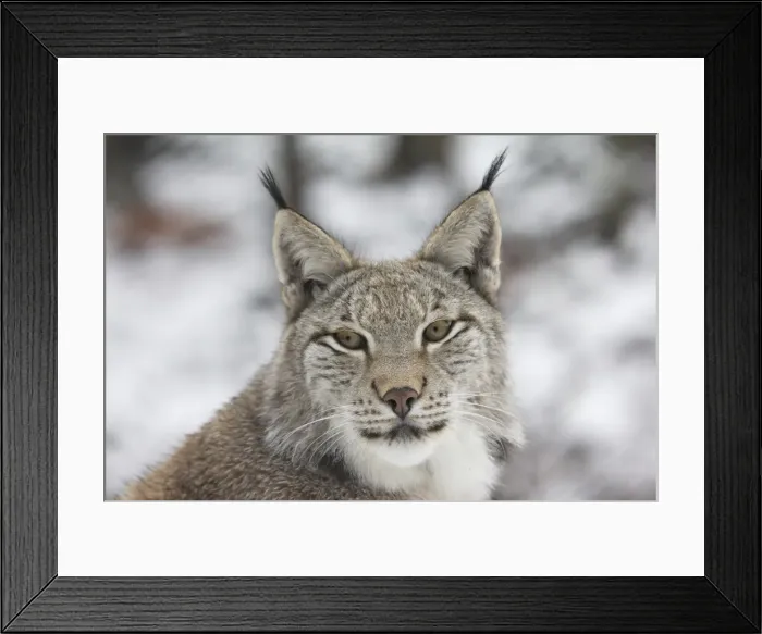 Framed Print : Eurasian lynx -Lynx lynx-, portrait, captive, Arnsberger Wald, Sauerland, North Rhine-Westphalia, Germany Framed Print : Eurasian lynx -Lynx lynx-, portrait, captive, Arnsberger Wald, Sauerland, North Rhine-Westphalia, Germany