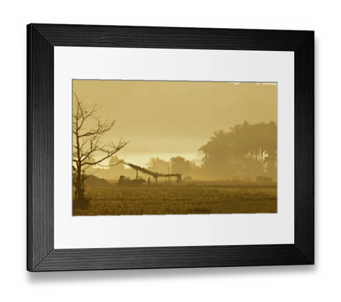 Framed Print : Morning mood in a rice paddy, Ngapali Beach, Thandwe, Myanmar