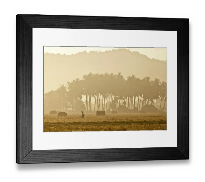 Framed Print : Morning mood in a rice paddy, Ngapali Beach, Thandwe, Myanmar Framed Print : Morning mood in a rice paddy, Ngapali Beach, Thandwe, Myanmar