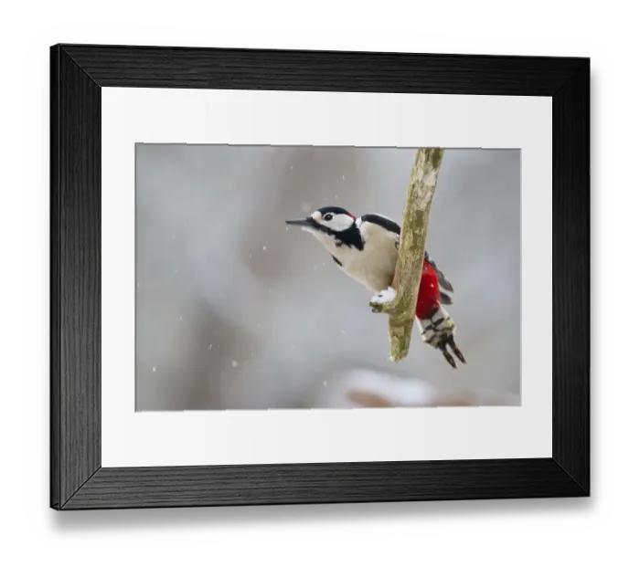 Framed Print : Great Spotted Woodpecker -Dendrocopos major- on a branch, North Hesse, Hesse, Germany