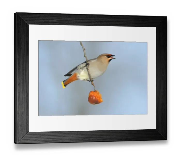Framed Print : Bohemian Waxwing -Bombycilla garrulus- eating an overripe frozen apple in winter, Swabian Alb biosphere reserve, Baden-Wurttemberg, Germany Framed Print : Bohemian Waxwing -Bombycilla garrulus- eating an overripe frozen apple in winter, Swabian Alb biosphere reserve, Baden-Wurttemberg, Germany