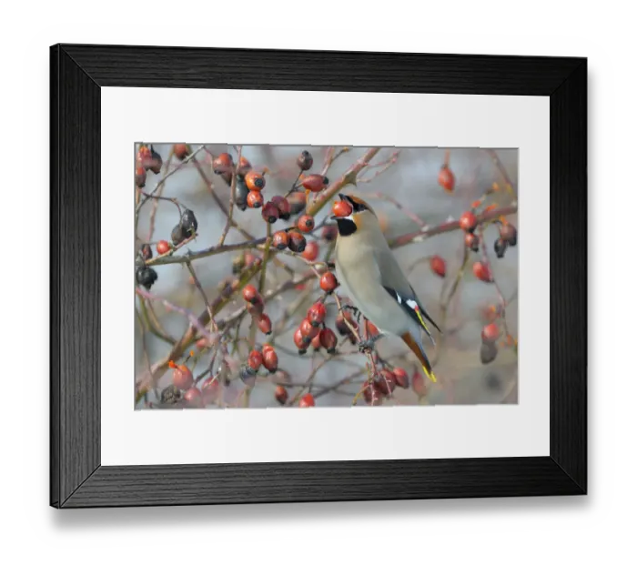 Framed Print : Bohemian Waxwing -Bombycilla garrulus- on a Dog Rose -Rosa canina- while eating a rose hip, Swabian Alb biosphere reserve, Baden-Wurttemberg, Germany