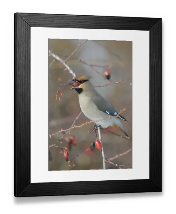 Framed Print : Bohemian Waxwing -Bombycilla garrulus- on a Dog Rose -Rosa canina- while eating a rose hip, Swabian Alb biosphere reserve, Baden-Wurttemberg, Germany Framed Print : Bohemian Waxwing -Bombycilla garrulus- on a Dog Rose -Rosa canina- while eating a rose hip, Swabian Alb biosphere reserve, Baden-Wurttemberg, Germany