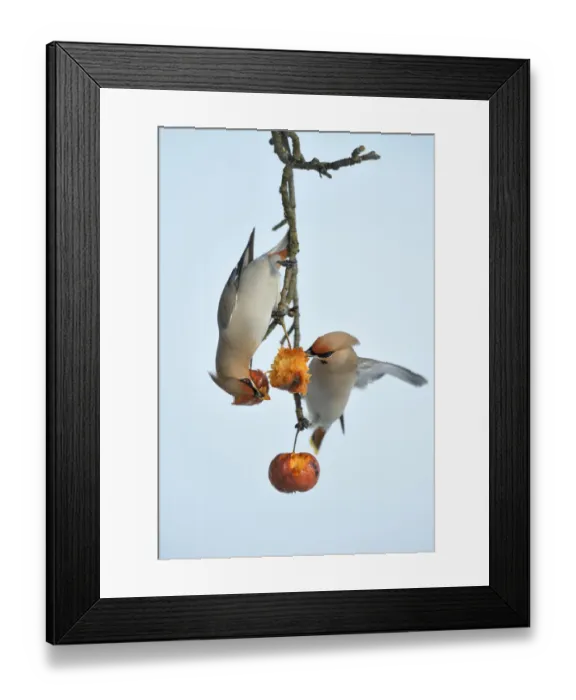 Framed Print : Bohemian Waxwings -Bombycilla garrulus- competing for food on an apple tree with overripe frozen apples in winter, Swabian Alb biosphere reserve, Baden-Wurttemberg, Germany Framed Print : Bohemian Waxwings -Bombycilla garrulus- competing for food on an apple tree with overripe frozen apples in winter, Swabian Alb biosphere reserve, Baden-Wurttemberg, Germany